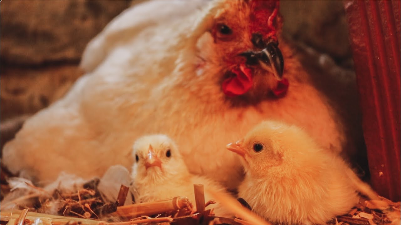 ¡¡Tenemos Pollitos!! - De Huevo a Pollito en 21 Días