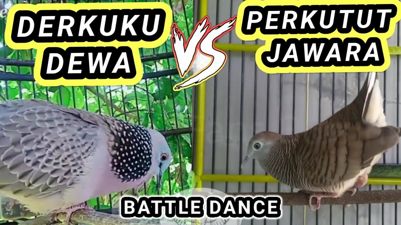 SUBHANALLAH ! Perkutut vs derkuku dewa adu skill menari
