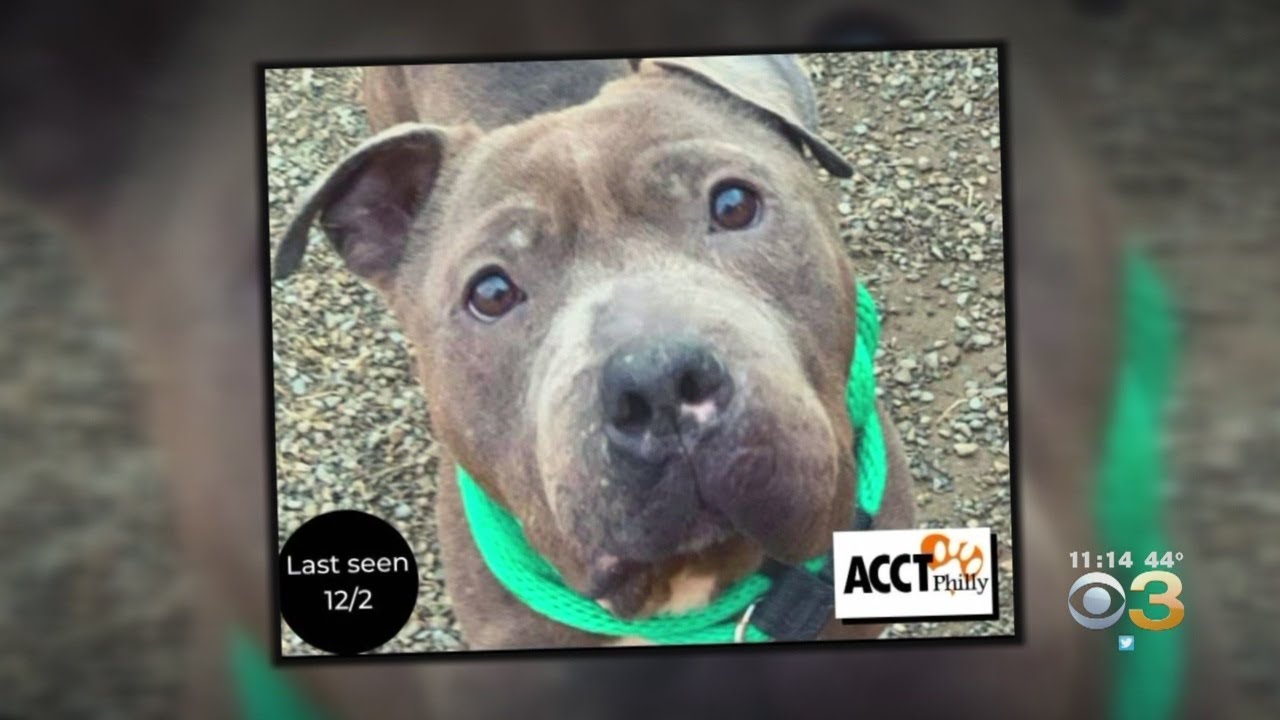 Reward Being Offered For Information Leading To Return Of Stolen Pit Bull