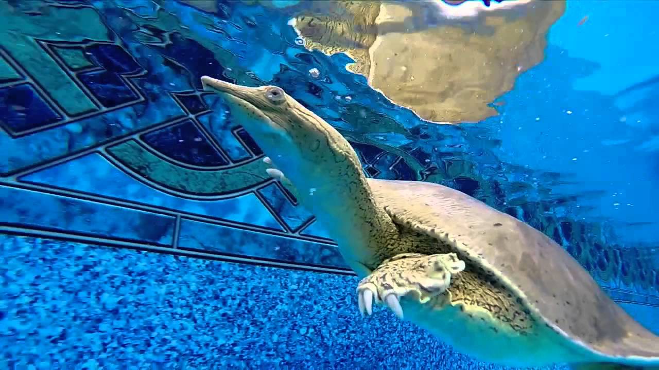 Pet Softshell Turtle Swimming Pool Bites GoPro Camera