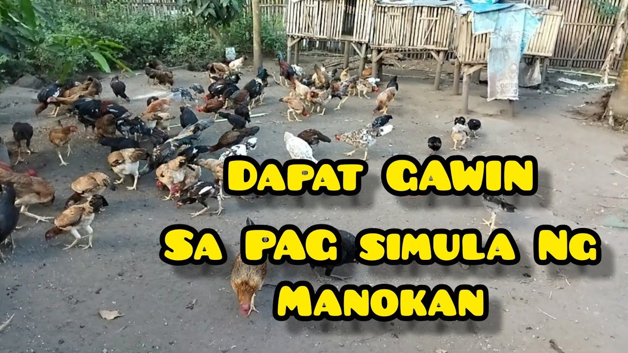 MGA DAPAT GAWIN NG BAGUHAN SA PAG MAMANOK | NATIVE CHICKEN