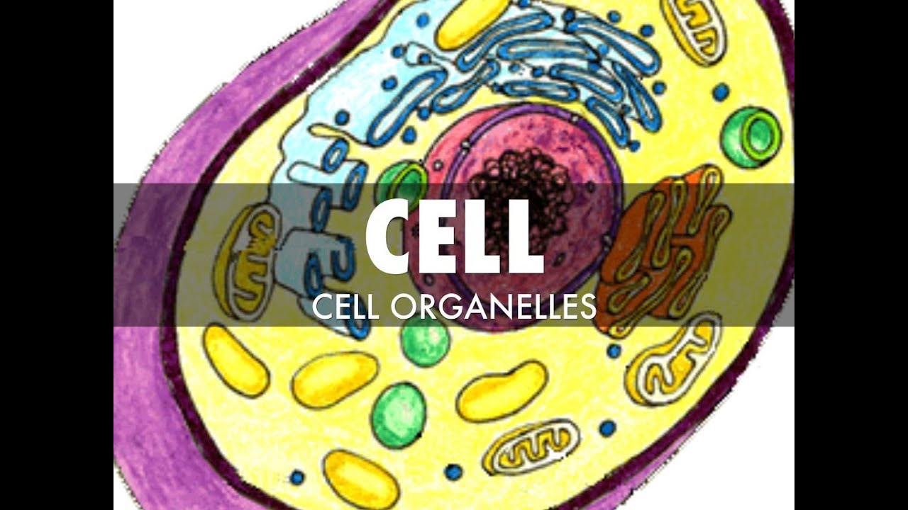 The Cell organelles_ English audio&subtitles