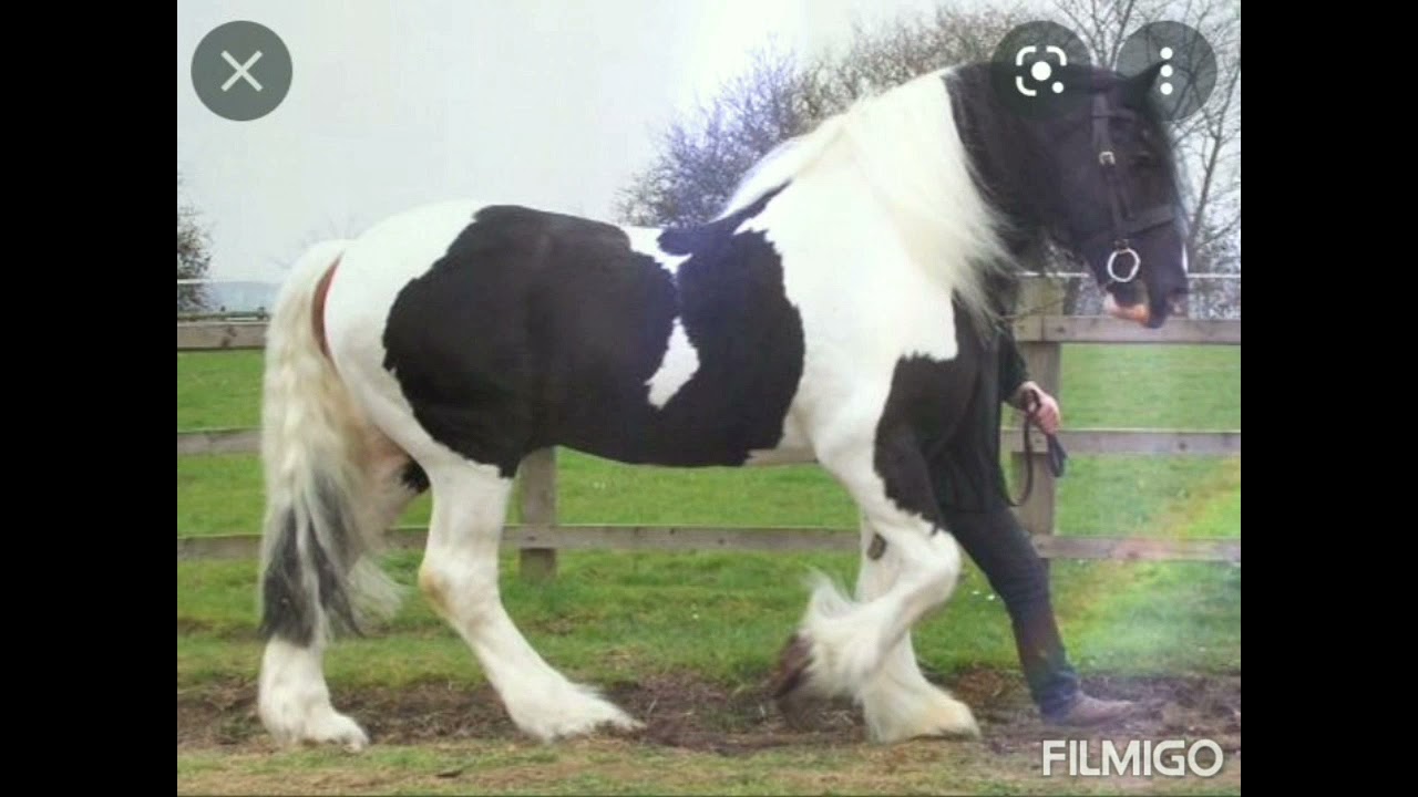 Muhrem vršac Pelja o bico  Banat 2022