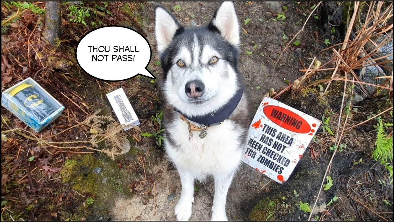 Husky blocks the path and wont let us pass!