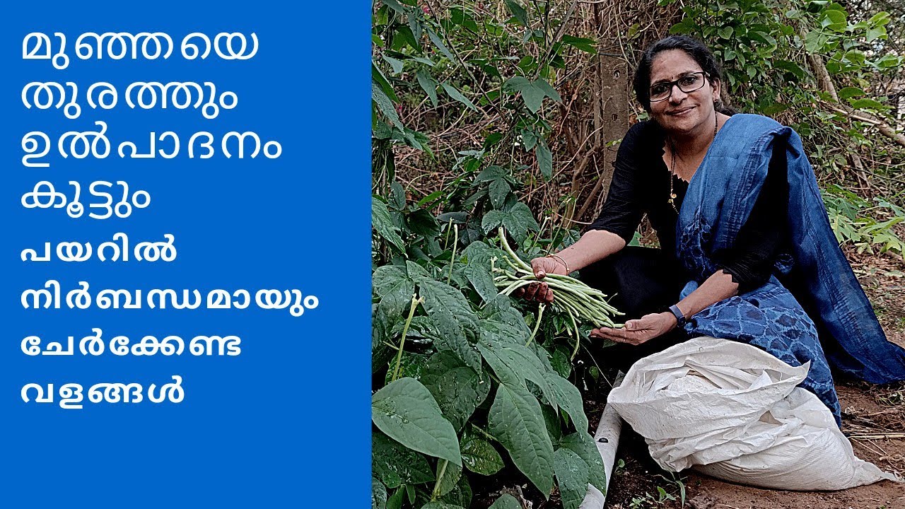 പയറിൽ നിർബന്ധമായും ചേർക്കേണ്ട വളങ്ങൾ മുഞ്ഞയെ തുരത്താനും ഉൽപാദനം കൂട്ടാനും | Tips to controll Aphids