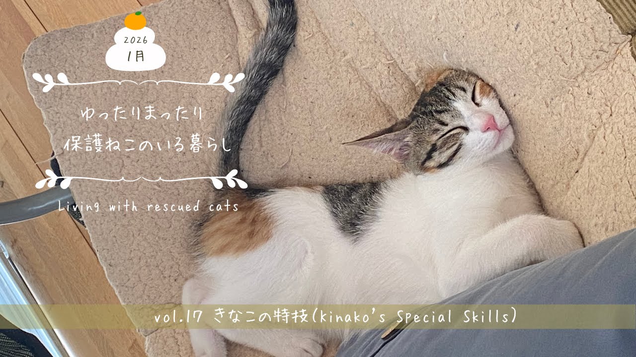 ゆったりまったり保護ねこと暮らすvol.17（I live a relaxed life with three rescued cats.）今日のおやつ/はちみつ太郎/きなこの特技