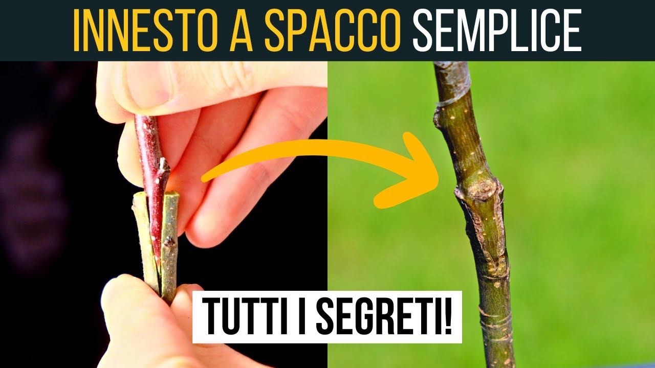 INNESTO A SPACCO SEMPLICISSIMO del melo🍎| Food Stories