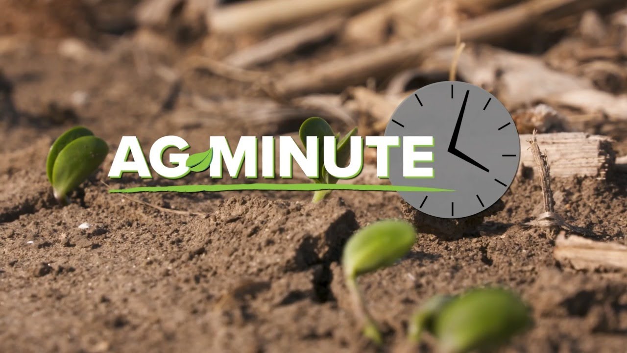 Ag Minute #1005 Plant Emergence (Air Date 5-24-20)