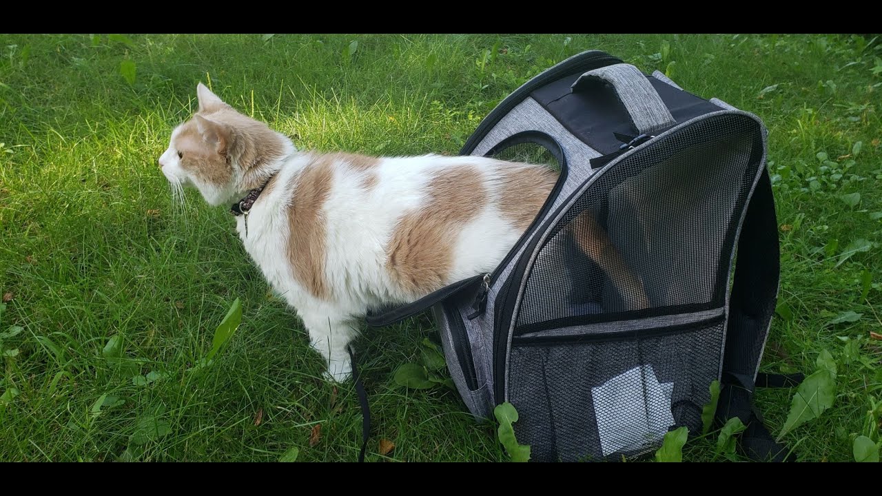 PetAmi Deluxe Backpack Review