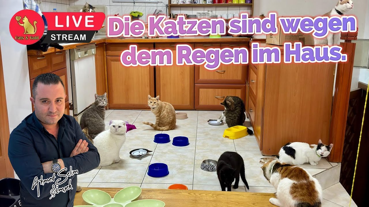 Die Katzen sind wegen dem Regen im Haus.