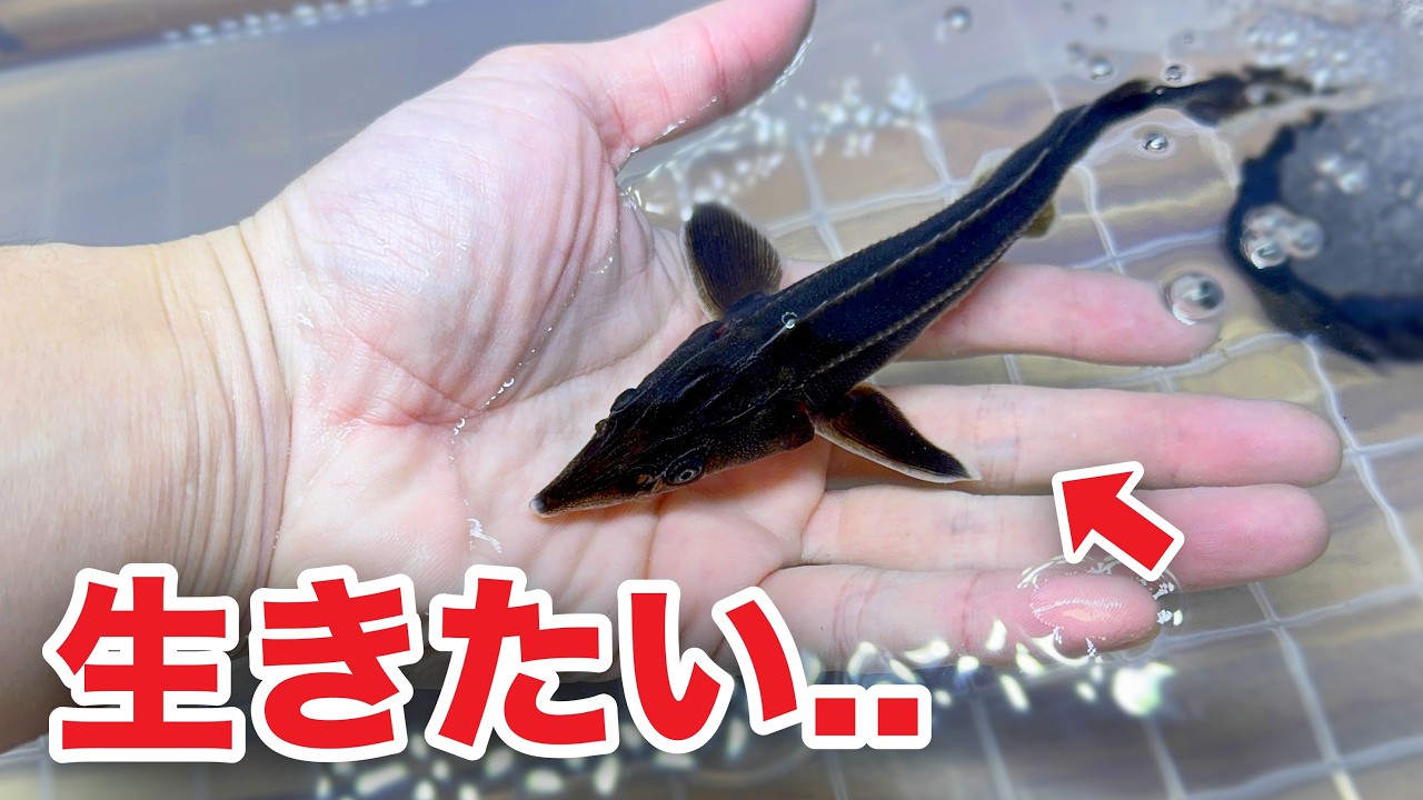 キャビアになるはずのサメを飼育してみた