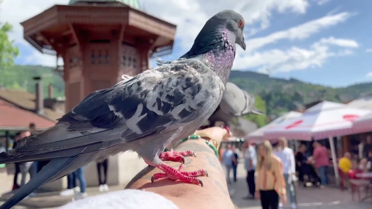 Bosnia and Herzegovina in 4K - Sarajevo & Visoko