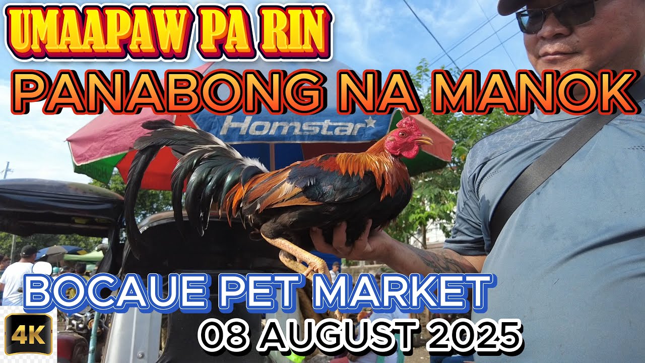 BENTAHAN NG PANABONG NA MANOK SA BOCAUE, BULACAN// 08 AUGUST 2025 #bocauepetmarket #bocaue