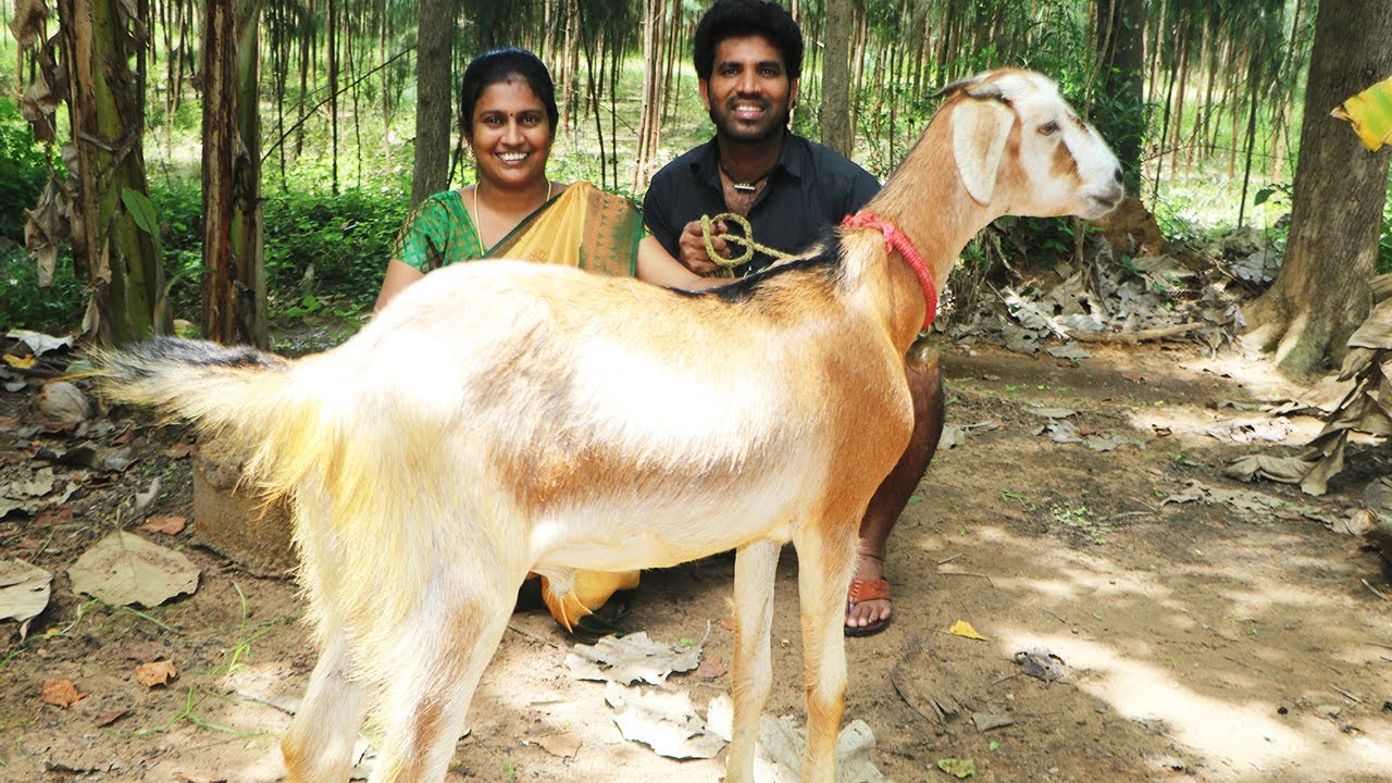15 Kg FULL Goat Gravy | My Wife Birthday Celebration 🎊🎉treat | Yummy And Delicious Recipe😋