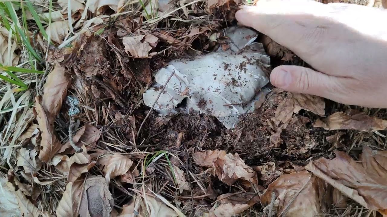 Il fungo dormiente e mimetico della Primavera!