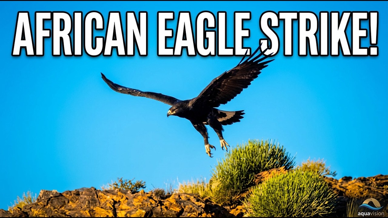 African Black Eagle | Master of the Skies