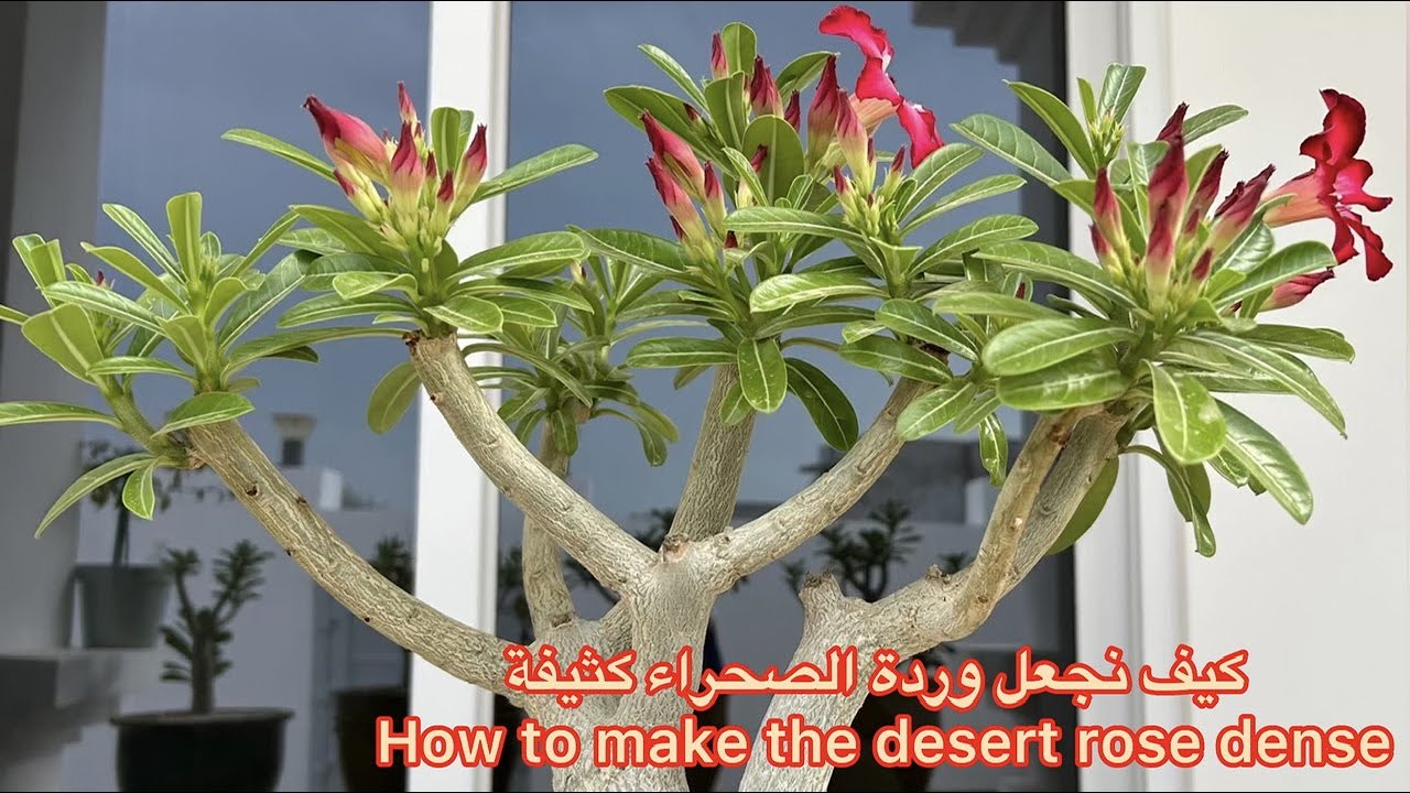 كيف نجعل وردة الصحراء كثيفة | How to make the desert rose dense