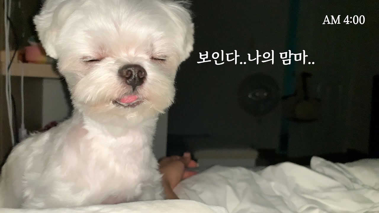 졸리지만 밥은 먹고 싶어