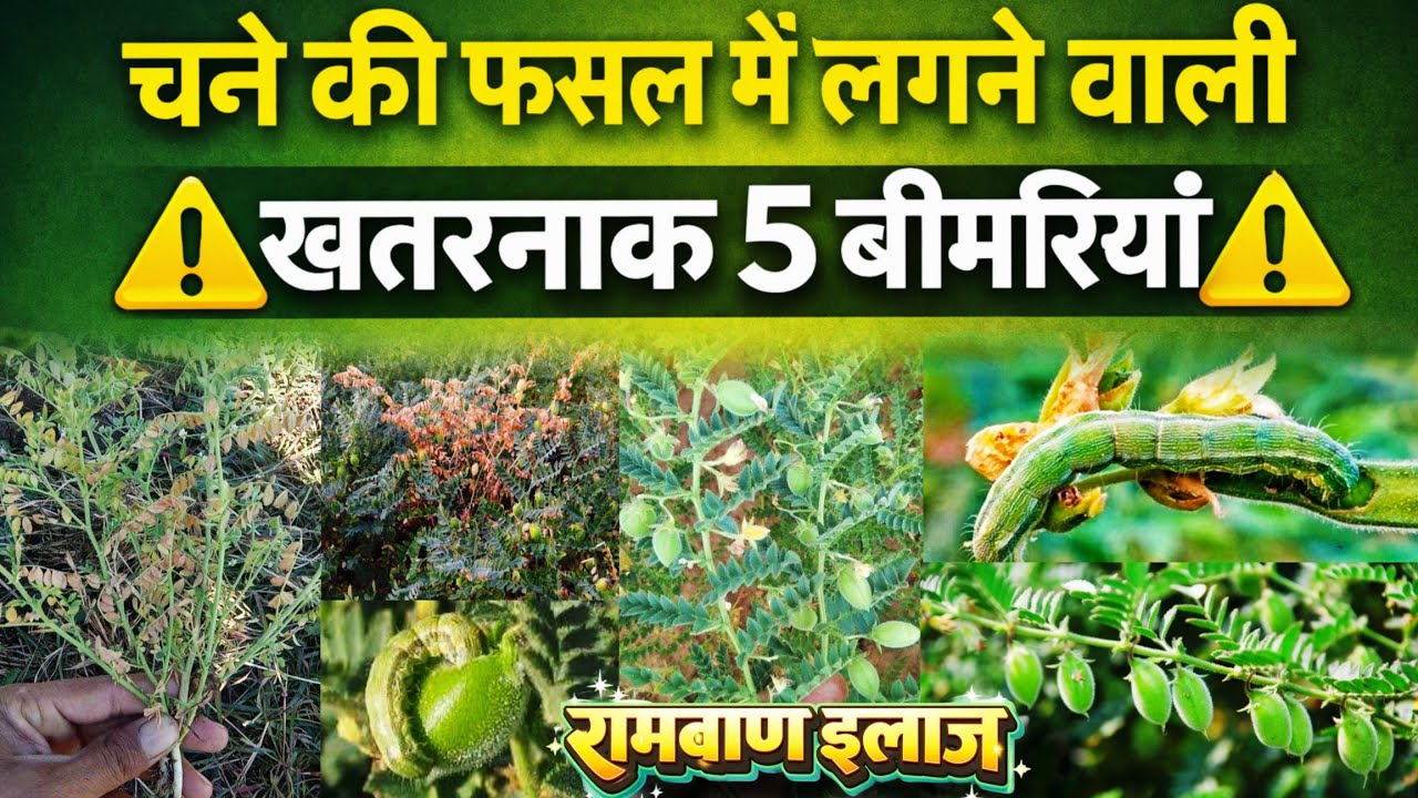 चना की फसल की 5 खतरनाक बीमारियां | चना रोग पहचान, दवा और बचाव | Gram Crop Disease Complete Guide