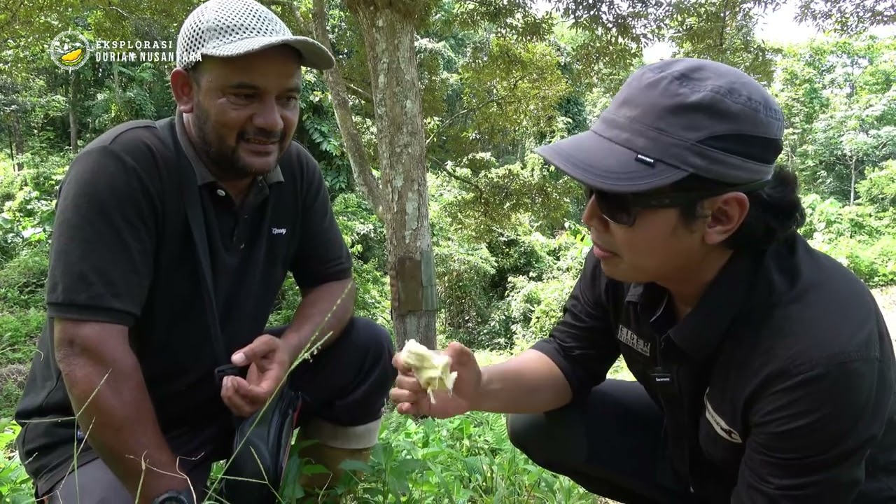 Bukan Unggulan Tapi Istimewa, Pohon Lokal Disambung Durian Unggulan.