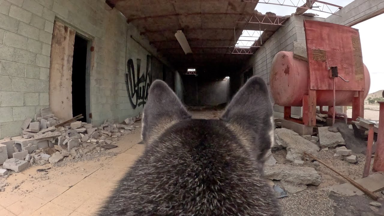 Luna explores derelict structures on the playa