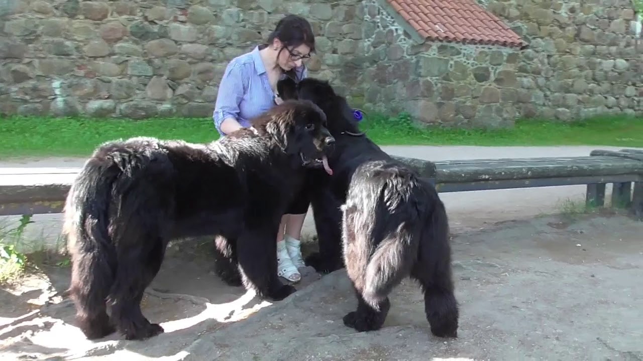 Walk with Newfoundland dogs by the castle/Trakai/