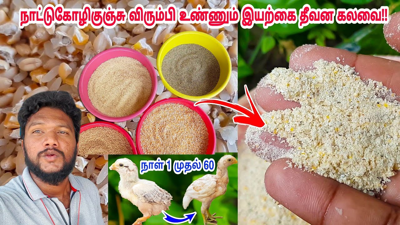 நாள் 1 முதல் 60 வரை கோழி குஞ்சுகளுக்கான அடிப்படை தீவனக்கலவை இதோ!! 20 கிலோ 4 சிறுதானிய உணவு அடக்கம் |