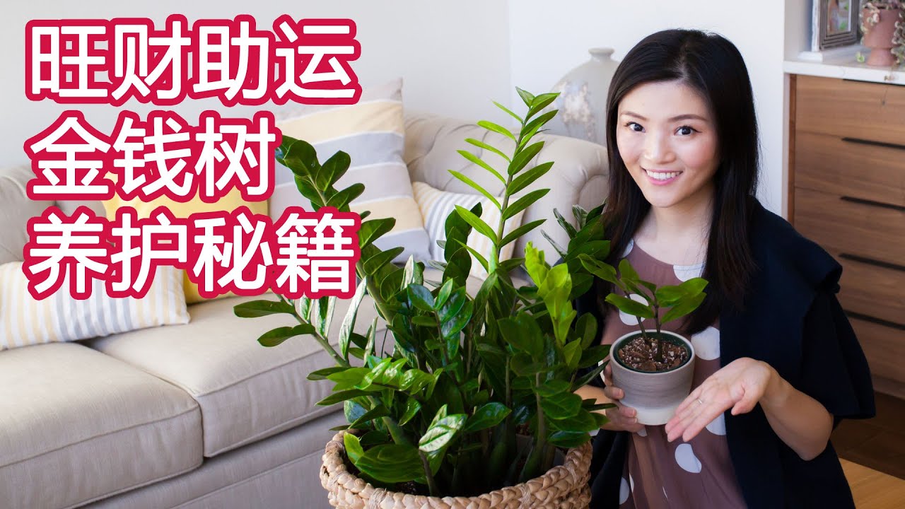 绿植新手入门系列 05 | 金钱树 ZZ Plant 搬家乔迁必入 | 净化空气 好养好看好运气 | 雪铁芋 养护 扦插 繁殖