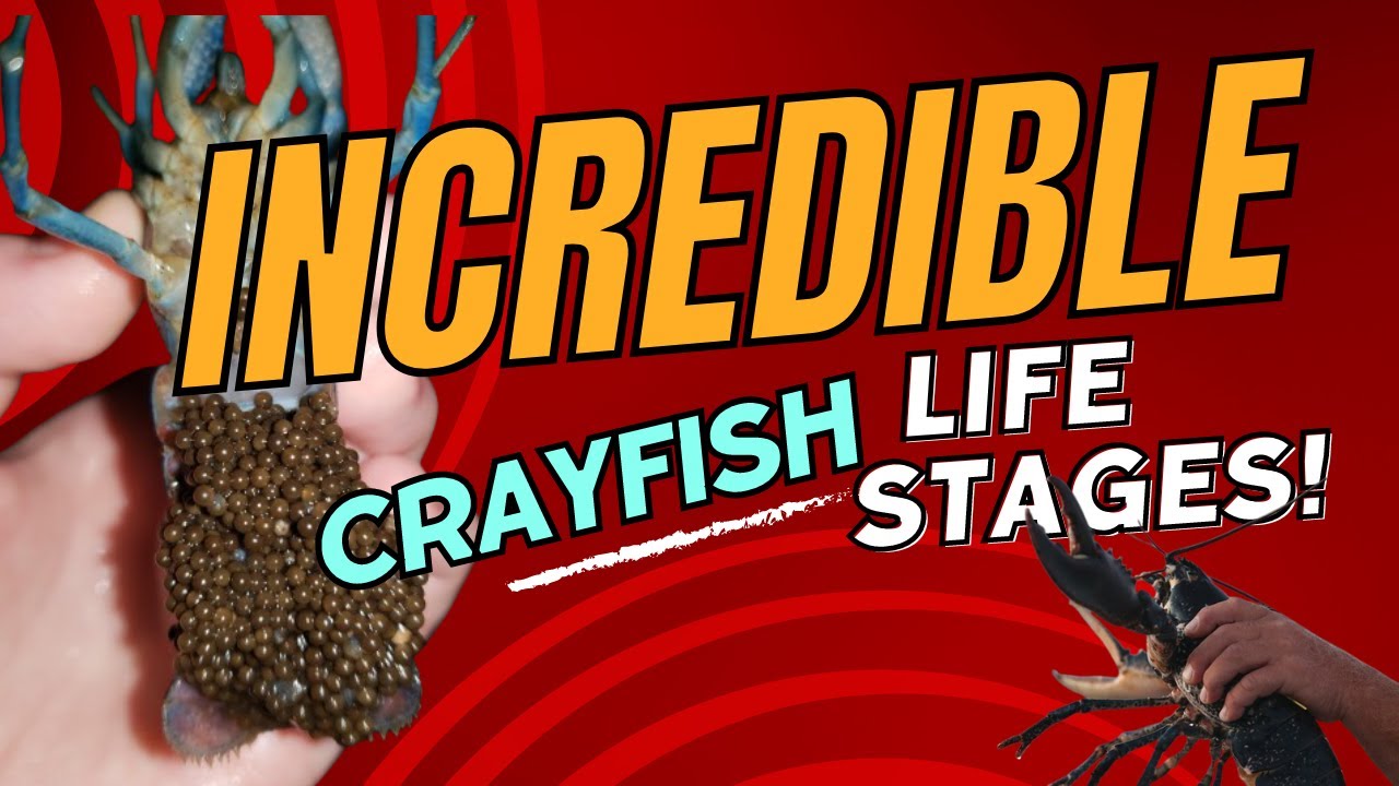 Inside the Crayfish Chronicles: An Incredible Life Cycle Journey Revealed