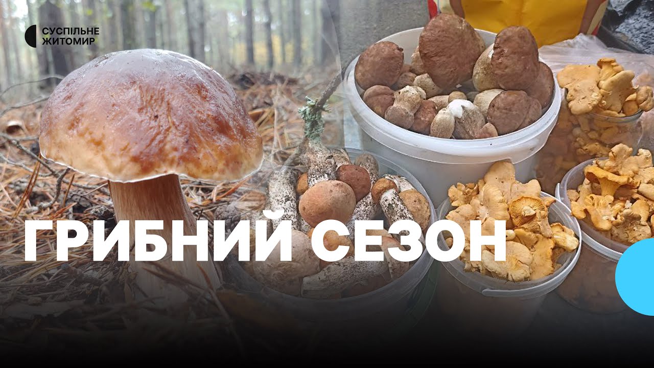 Грибний сезон на Житомирщині: що продають і за якими цінами