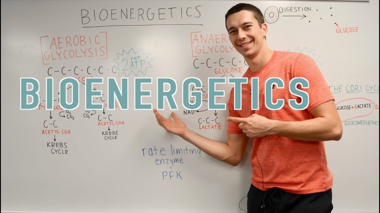 Bioenergetics Explained! (Glycolysis, Krebs Cycle, Oxidative Phosphorylation)