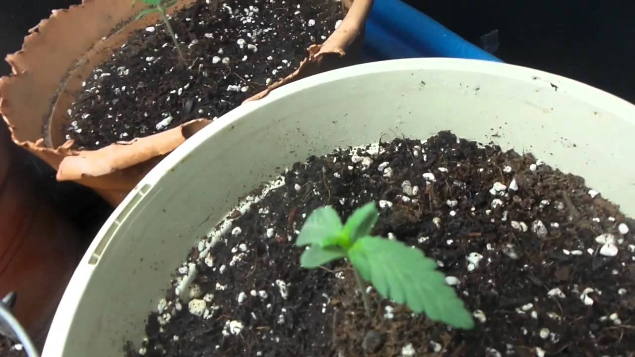 Seguimiento dia  dia autoflorecientes 2.parte. ak-47 afgan express auto purple 2bigdevil