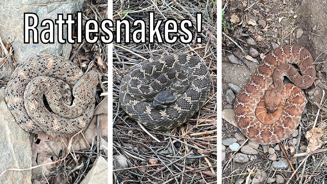 Rattlesnakes Everywhere! All Three Rattlesnakes in a Single Day