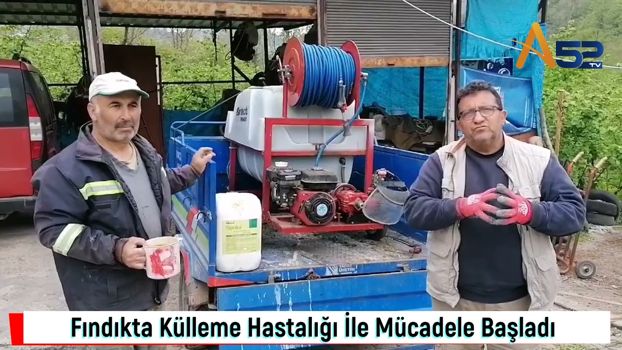 Fındıkta Külleme Hastalığı İle Mücadele Başladı