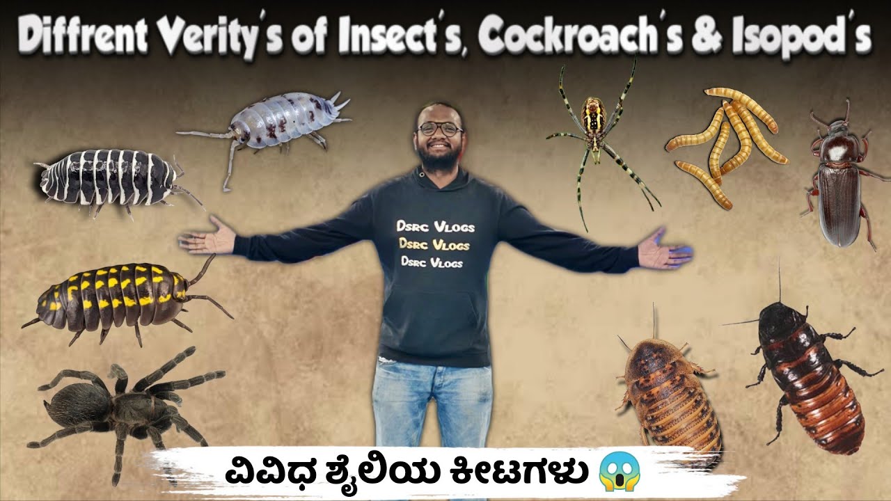 &ldquo;Different Varieties of Insects, Cockroache, Tarantula & Isopod Store in Bangalore 📍 😱🕷️