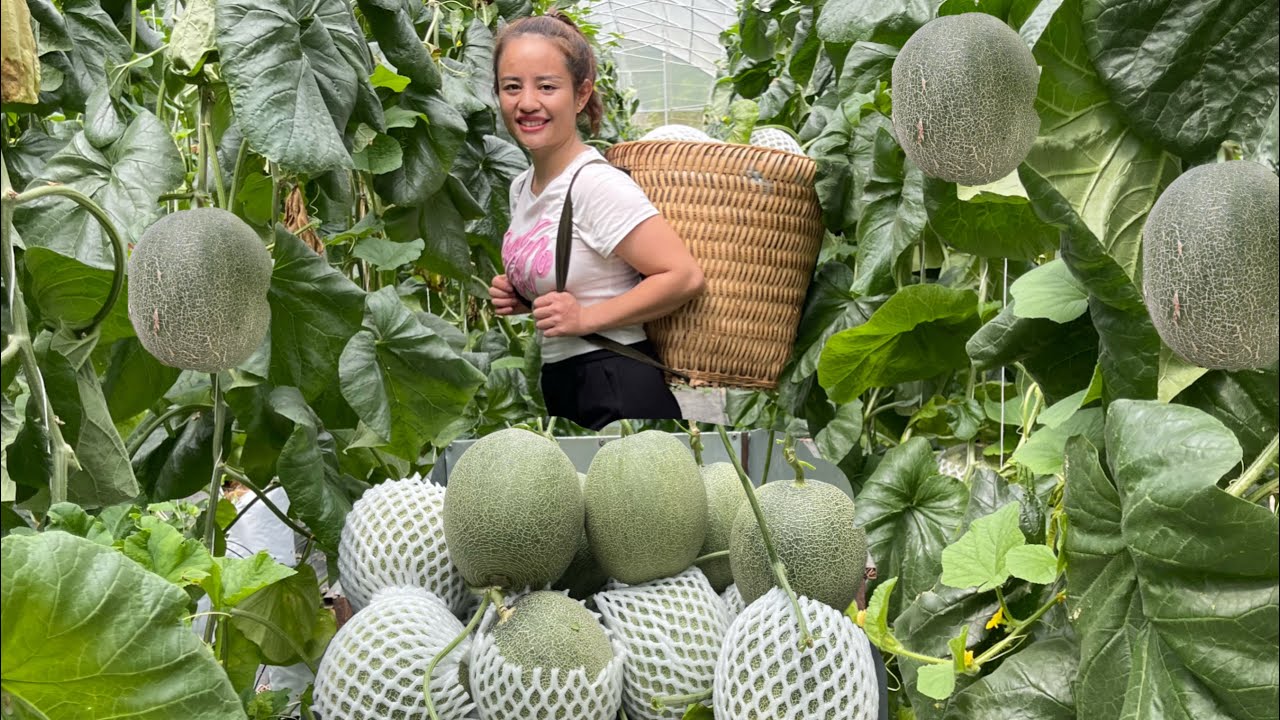 Harvest biological melon garden to go to the market to sell & garden