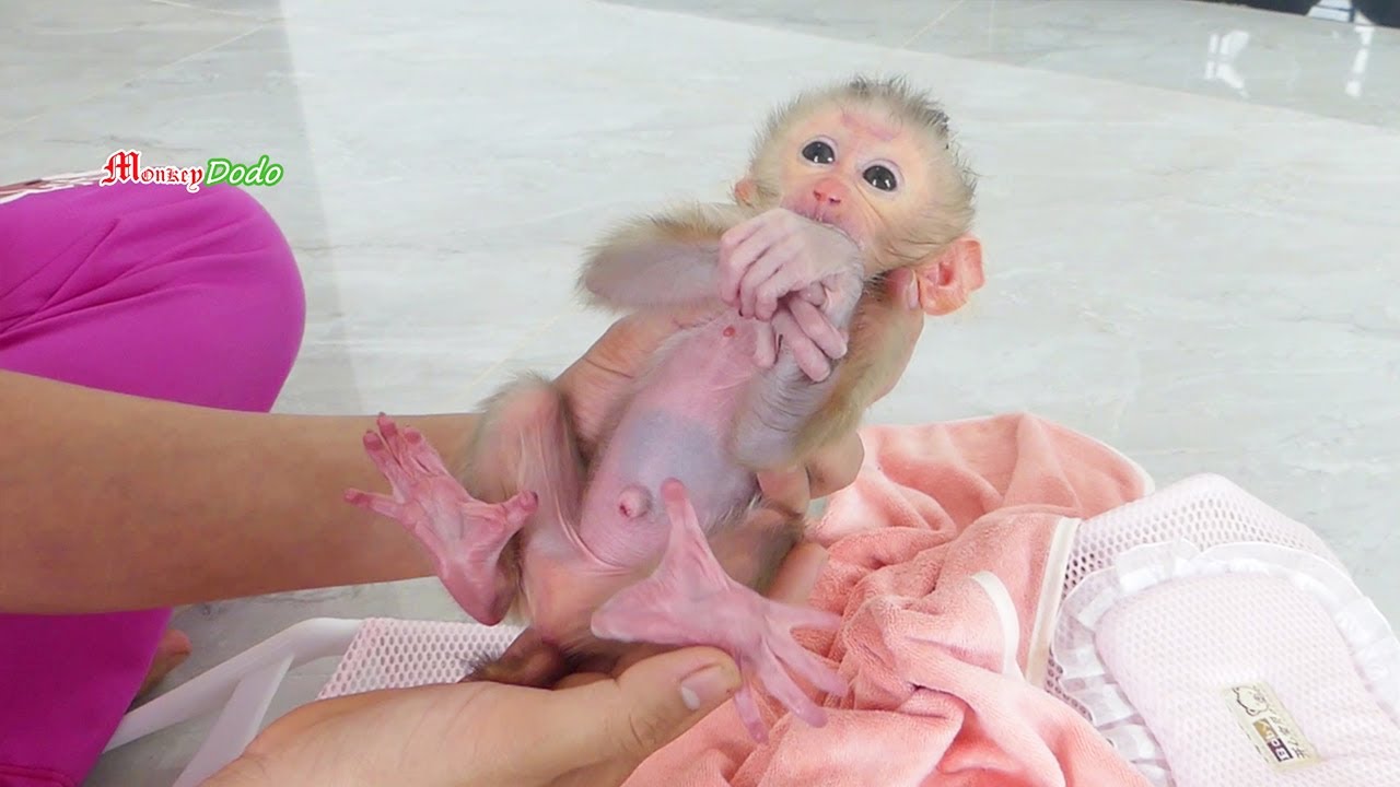Wow Red Color!! Smallest Babe Monkey Jenna Got Healthy Milk Treat