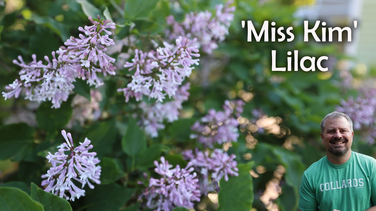 Сирень «Мисс Ким» — Syringa pubescens subsp. патула 'Мисс Ким'