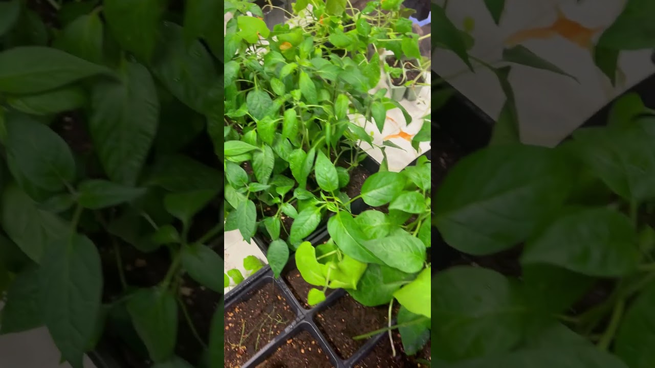 Garden starts 