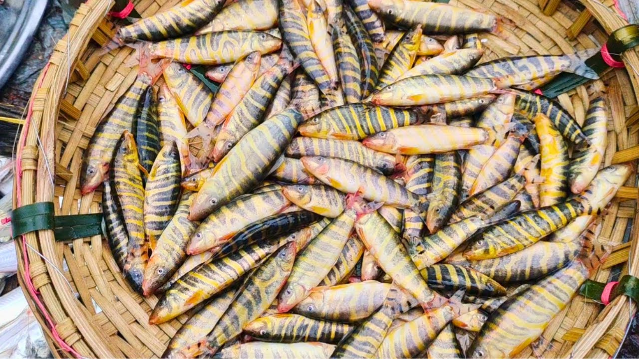 লালবাজার মাছ বাজার, বন্দর, সিলেট, Lalbazar Fish Market, Bandar, Sylhet