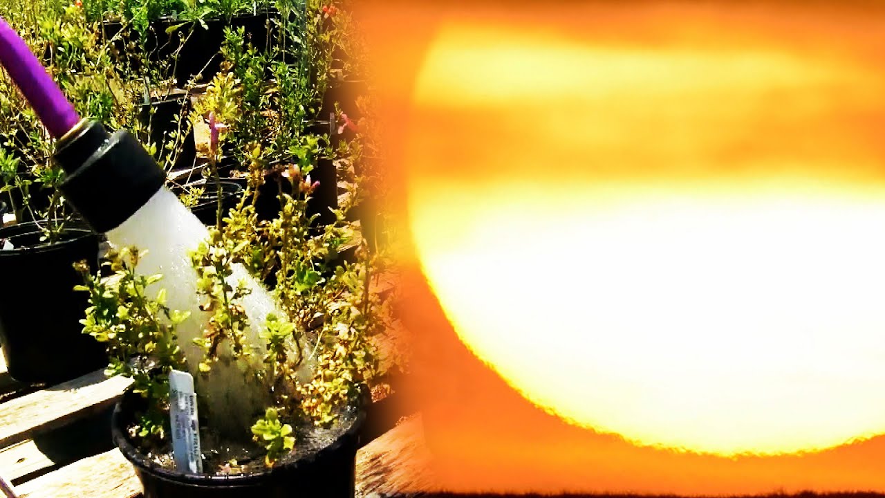 How to Care for Your Plants in Extreme Heat