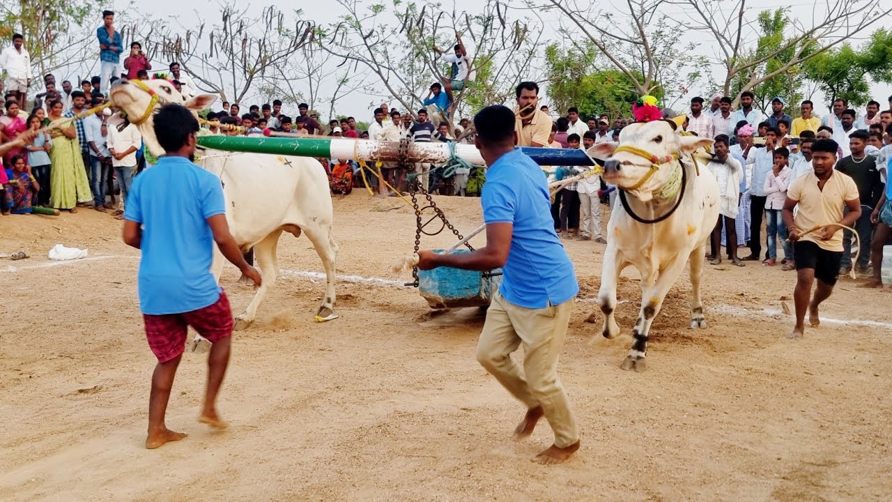 పోలిశెట్టిపల్లి గ్రామం మండలస్థాయి సేద్యపు విభాగం బండలాగుడు పోటీలు 4వ జత