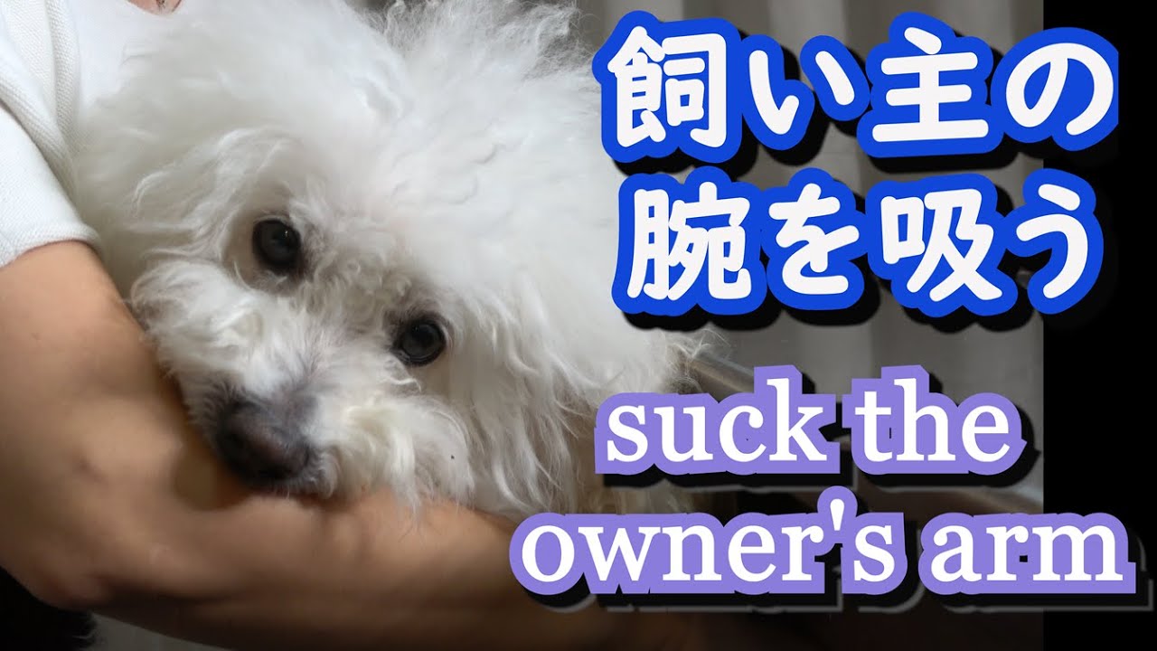 【仰天映像】飼い主の腕に噛みついて、毎日腕を吸う犬、ビションフリーゼのうたくん