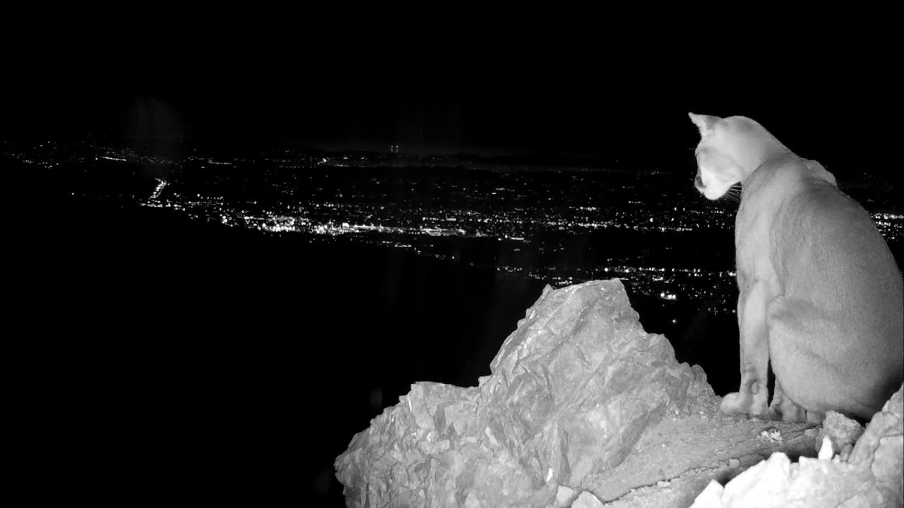 Living On The Edge In The Angeles National Forest