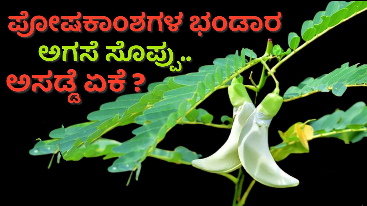 ಪೋಷಕಾಂಶಗಳ ಭಂಡಾರ  ಅಗಸೆ ಸೊಪ್ಪು.. ಅಸಡ್ಡೆ ಏಕೆ?