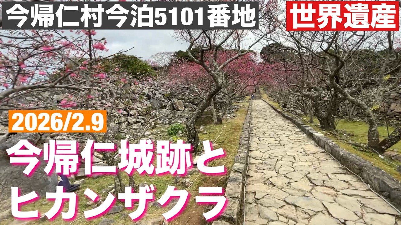 今帰仁城跡とヒカンザクラ 2026/2.9