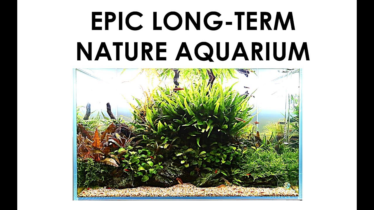 LONG-TERM NATURE AQUARIUM - AQUASCAPER 600