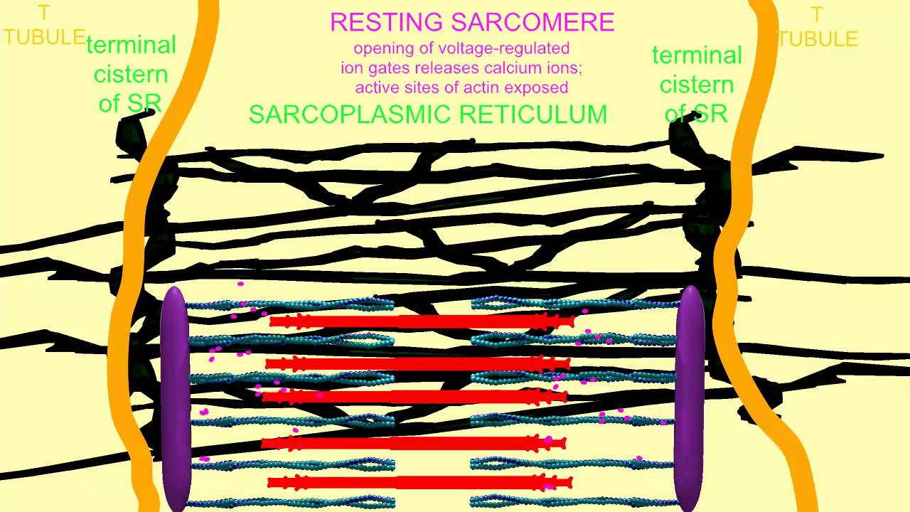 CALCIUM CHANNELS IN SARCOPLASMIC RETICULUM