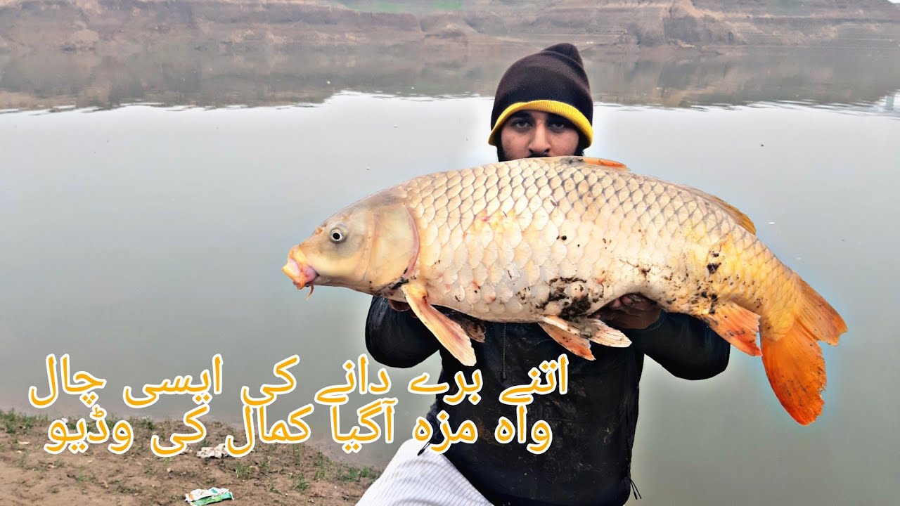 Live Chall Big Carp Fish Catch With Live Hook || Haryam Bridge Mangla  Live Catching Mohsin Shikari
