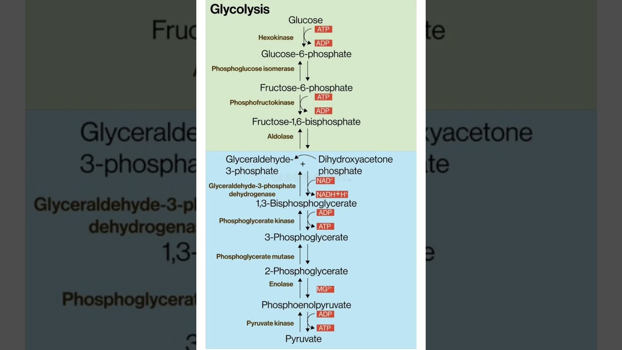 #glycolysis #glycolysis cycle#biochemistry #nutrition and Biochemistry